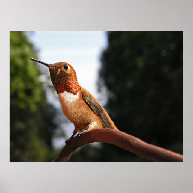Male Rufous Hummingbird - Fine Art Prages Poster (Framsidan)