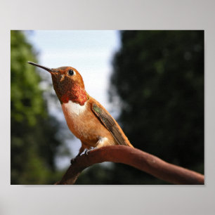 Male Rufous Hummingbird - Fine Art Prages Poster