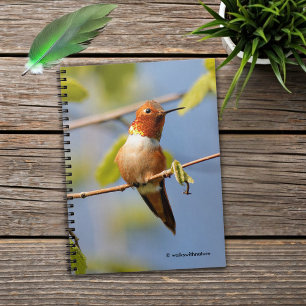 Male Rufous Hummingbird i Sommaren Sol Anteckningsbok Med Spiral