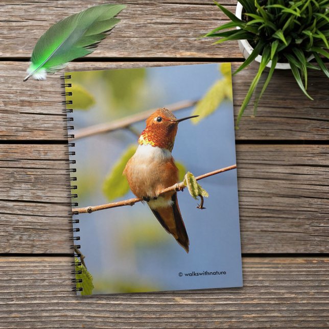 Male Rufous Hummingbird i Sommaren Sol Anteckningsbok Med Spiral (Rufous Hummingbird in the Summer Sun Journal Cover Photo)