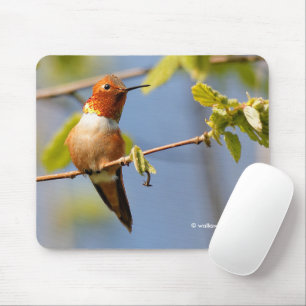 Male Rufous Hummingbird i Sommaren Sol Musmatta