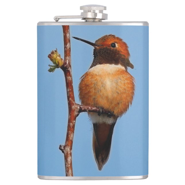 Male Rufous Hummingbird in the Spotlight Fickplunta (Framsidan)