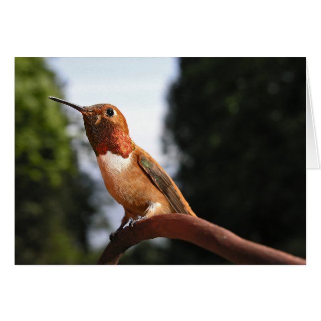 Male Rufous Hummingbird - Kort (Framsidan Horizontal)