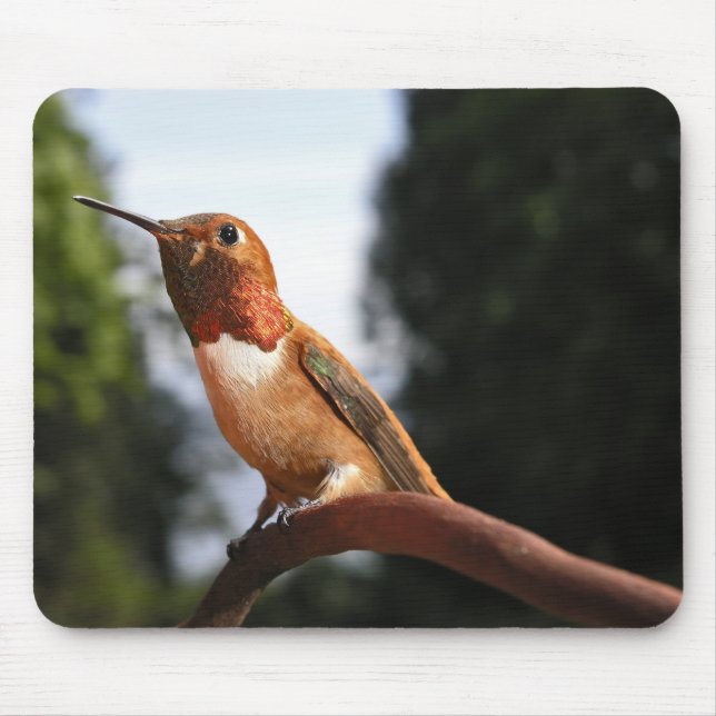 Male Rufous Hummingbird - Mousepad Musmatta (Framsidan)