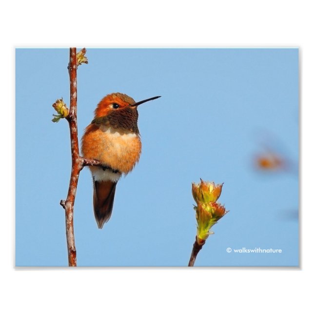 Male Rufous Hummingbird Poses for the Lens Fototryck (Framsidan)