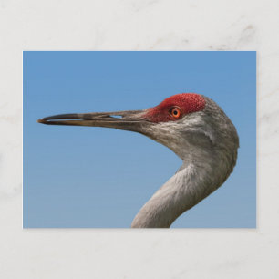 Male Sandhill Crane-vykort Vykort