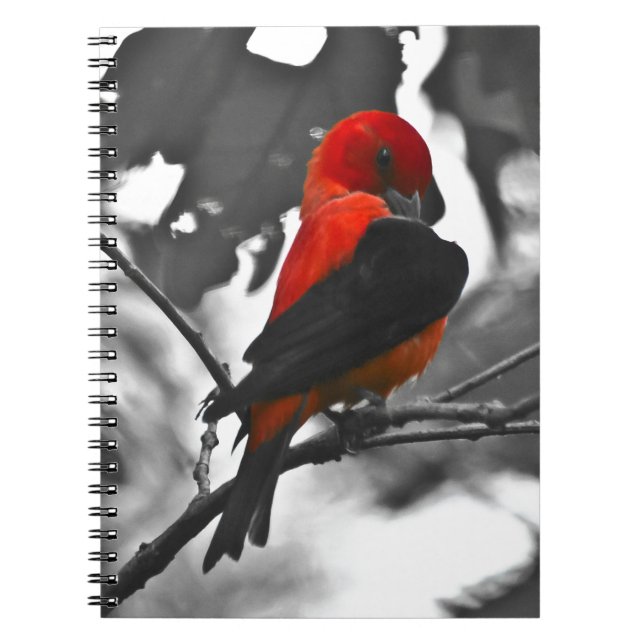 Male Scarlet Tanager Anteckningsbok Med Spiral (Framsidan)