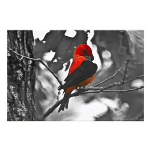 Male Scarlet Tanager Fototryck