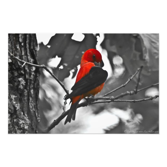 Male Scarlet Tanager Fototryck (Framsidan)