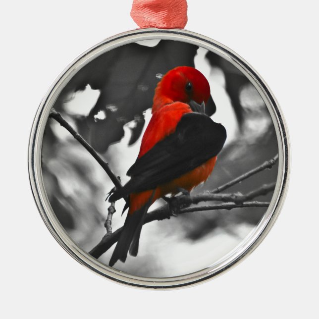 Male Scarlet Tanager Julgransprydnad Metall (Framsidan)
