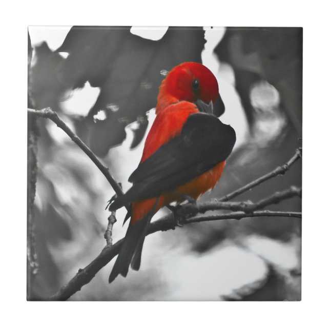 Male Scarlet Tanager Kakelplatta (Framsidan)