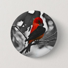 Male Scarlet Tanager Knapp