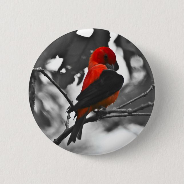 Male Scarlet Tanager Knapp (Framsida)
