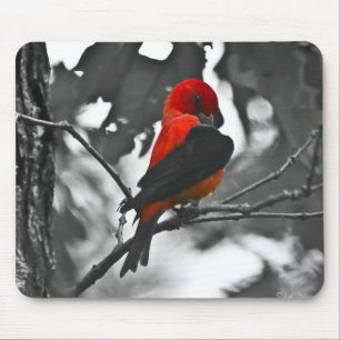 Male Scarlet Tanager Musmatta