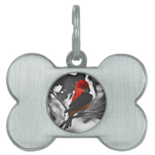 Male Scarlet Tanager Namnbricka Husdjur
