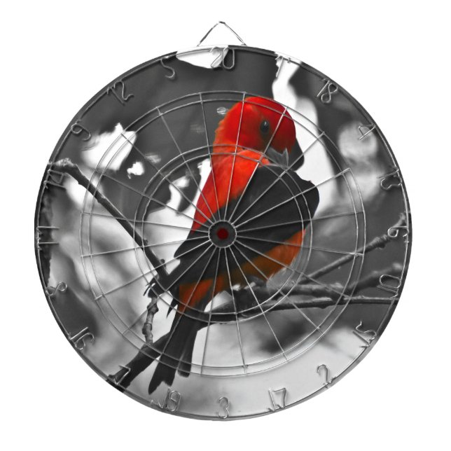 Male Scarlet Tanager Piltavla (Framsidan)