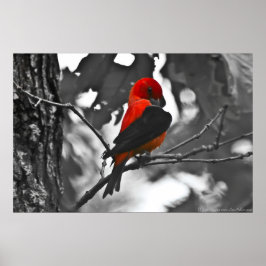 Male Scarlet Tanager Poster