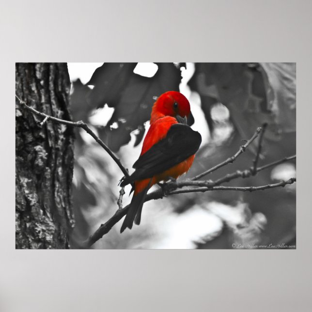 Male Scarlet Tanager Poster (Framsidan)