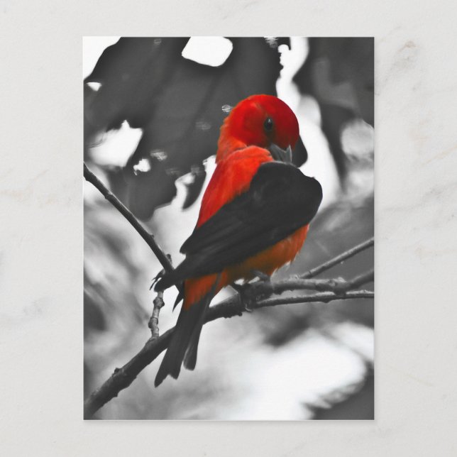 Male Scarlet Tanager Vykort (Framsida)
