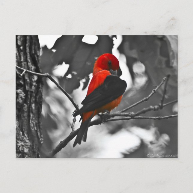Male Scarlet Tanager Vykort (Framsida)