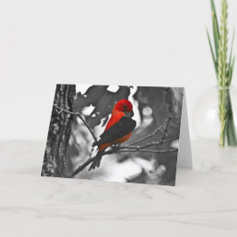 Male scharlakansröd Tanager Kort