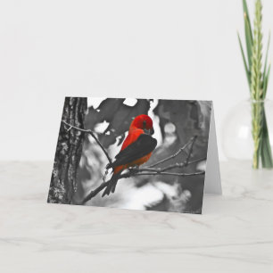 Male scharlakansröd Tanager Kort
