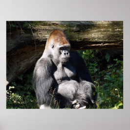 Male Silver-back Gorilla Poster