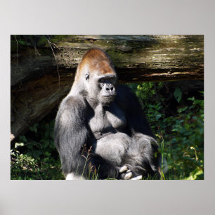 Male Silver-back Gorilla Poster