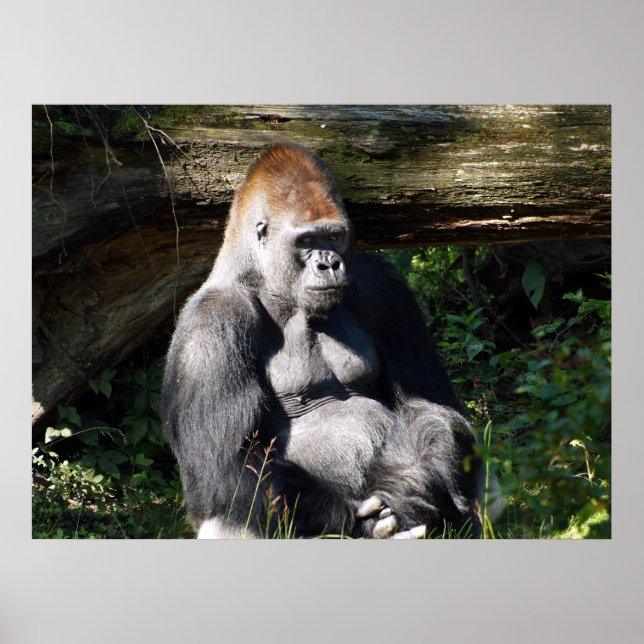Male Silver-back Gorilla Poster (Framsidan)