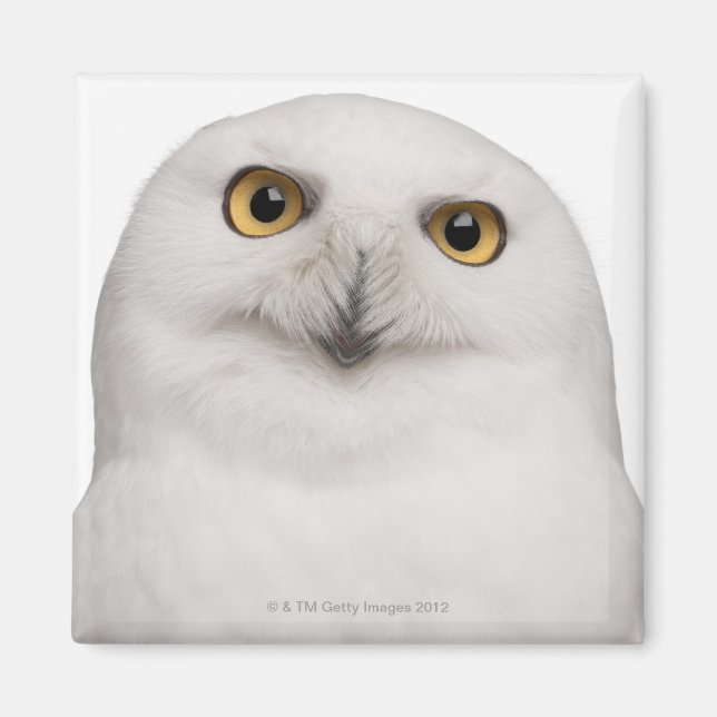 Male Snowy Uggla (Bubo scandiacus) är ett stort ug Magnet (Framsidan)