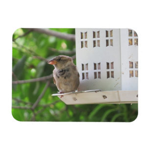 Male Sparrow i Summer Magnet