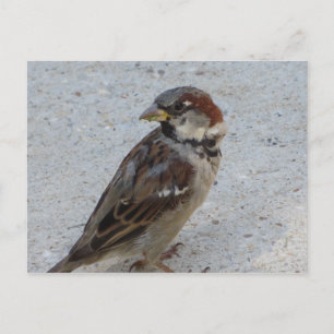 Male Sparrow Vykort