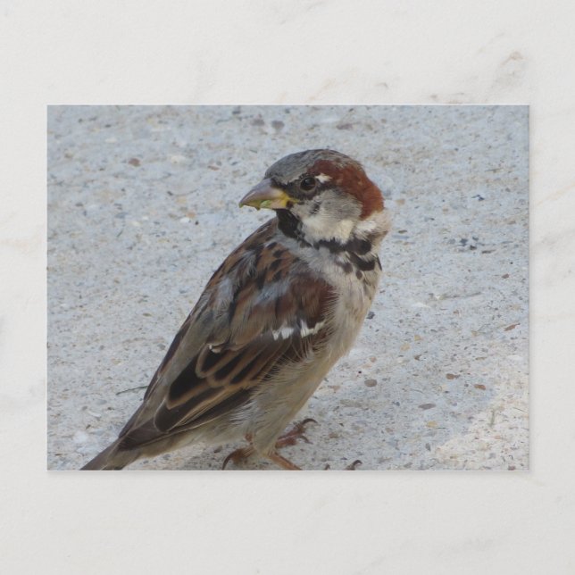 Male Sparrow Vykort (Framsida)