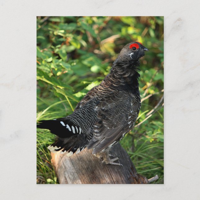 Male Spruce Grouse Vykort (Framsida)