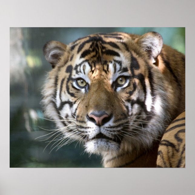 Male Sumatran Tiger (Panthera tigris sumatrae) Poster (Framsidan)