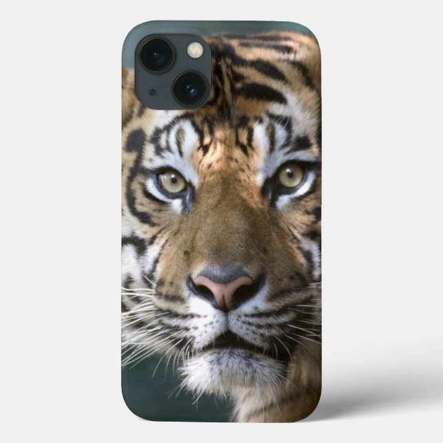 Male Sumatran tiger (Pantheratigris sumatrae) (Baksida)