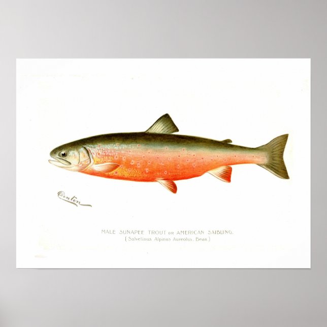 Male Sunapee Trout Poster (Framsidan)