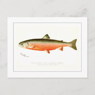 Male Sunapee Trout Vykort