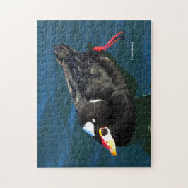 Male Surfa Scoter Anka vid Pier Pussel