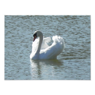 Male svan fototryck