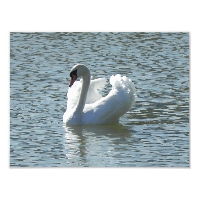 Male svan fototryck (Framsidan)