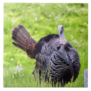 Male Turkey Close Kakelplatta