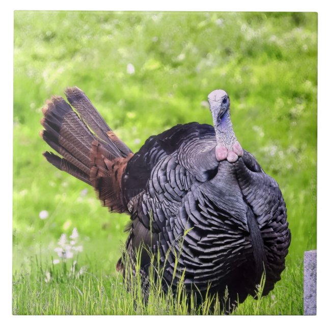 Male Turkey Close Kakelplatta (Framsidan)