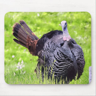 Male Turkey Close Musmatta