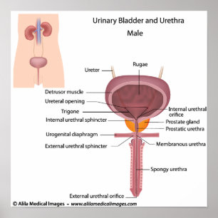 Male urinary organs, labeled diagram. poster