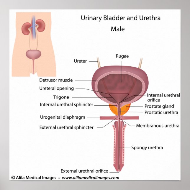 Male urinary organs, labeled diagram. poster (Framsidan)
