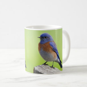 Male Western Bluebird Mugg