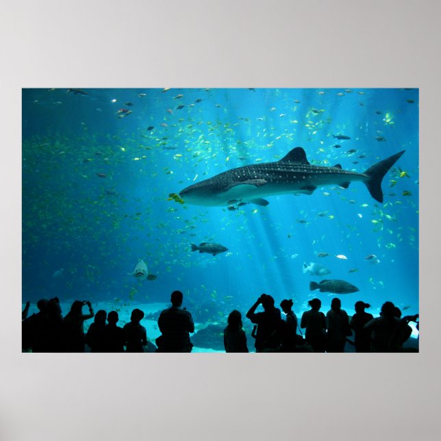 Male Whale Shark i Georgia Aquarium Poster (Framsidan)
