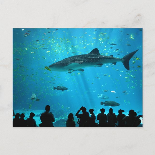 Male Whale Shark i Georgia Aquarium Vykort (Framsida)