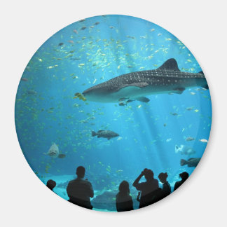 Male Whale Shark Magnet